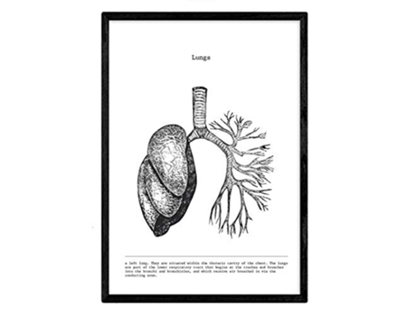 Láminas NACNIC Biología y Medicina Detalle de Pulmones (A3)