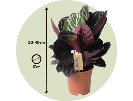 Plantas verdes - PLANT IN A BOX - Calathea Dottie - Set de 1 - Maceta 17cm - Altura 30-40cm