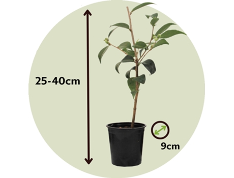 Plantas con flores - PLANT IN A BOX - Camellia japonica Bonomiana - Set de 3 - Maceta 9cm - Altura 25-40cm