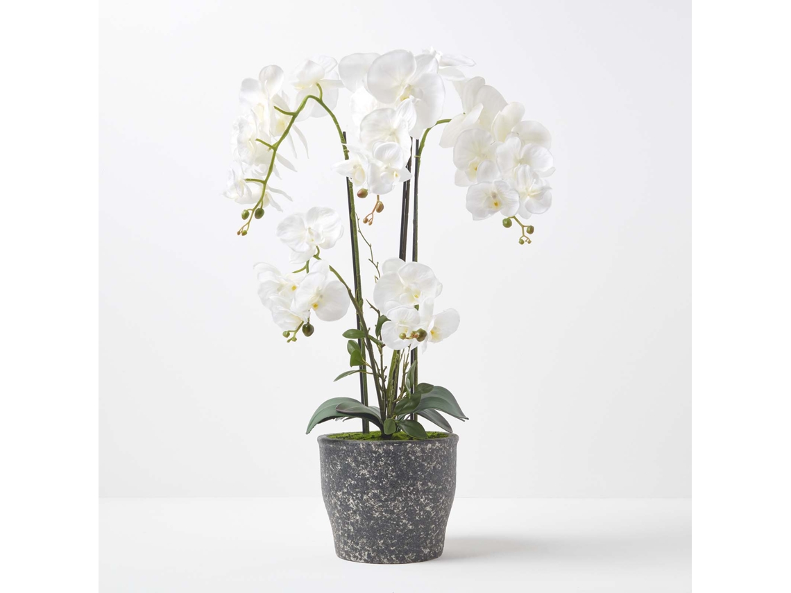 Orquídea Phalaenopsis Blanca Homescapes de 82 cm en Maceta de Cerámica Extra Grande, 4 Tallos