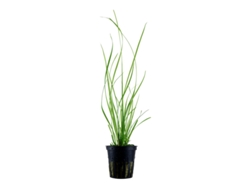Cyperus Helferi