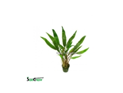 Cryptocoryne Lutea