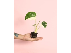 Monstera Thai Constellation Mini | Planta natural de interior premium | Pur Plant