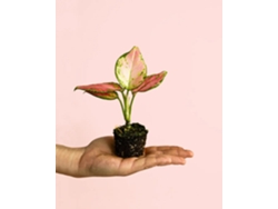 Aglaonema Pink Mini | Planta decorativa natural de interior | Pur Plant