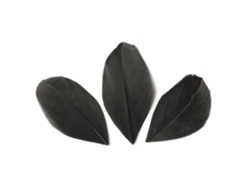 50 plumas cortadas de 60 mm - Negro