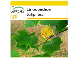 SAFLAX Conjunto de cultivo Árbol de los tulipanes 20 semillas Con mini invernadero, sustrato de cultivo y 2 macetas Liriodendron tulipifera