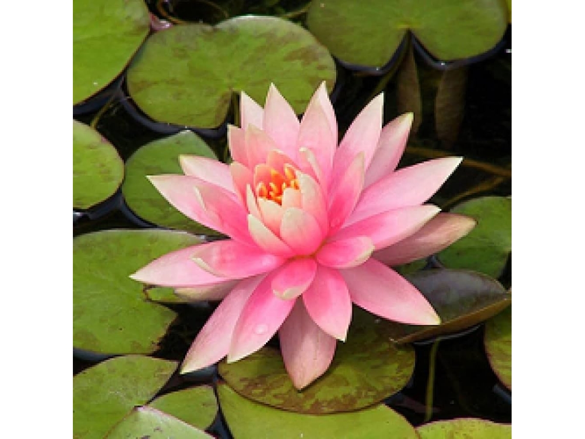 Nymphaea Rosa/rose/rosado - Pink Waterlily - Rizom / Knolle