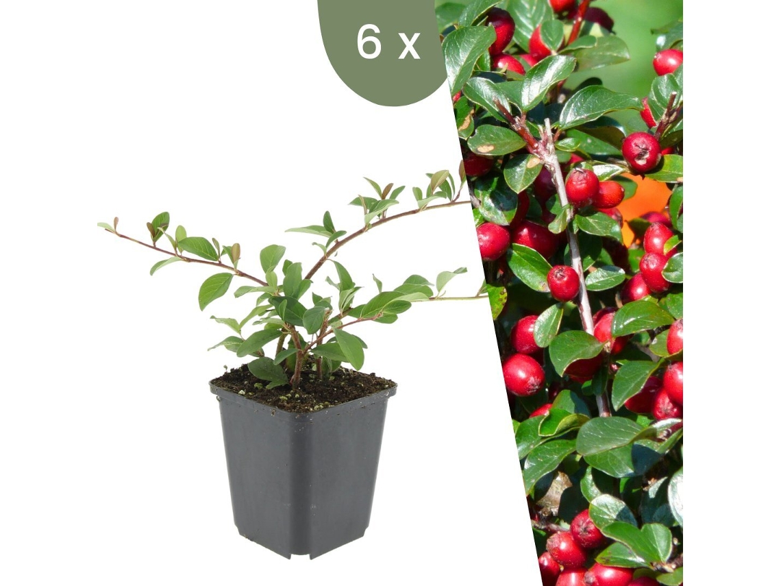 | 6 plantas de Cotoneaster | Cotoneaster Dammeri | Cobertura vegetal resistente | Plantas perennes resistentes | Plantas de jardín resistentes Plantas de Frank