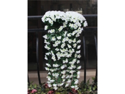 Enredadera Colgante De 5 Pétalos, Blanca