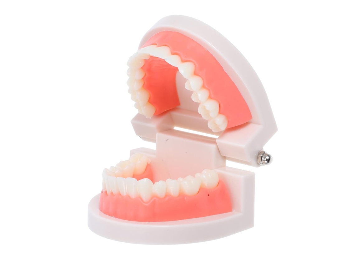 Modelo De Dentes Para Meninos E Meninas, Estudo E Ensino, Demonstração Oral.