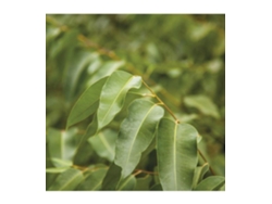 Aceite esencial puro de Eucalipto Radiata 10 ml 131 Lakshmi