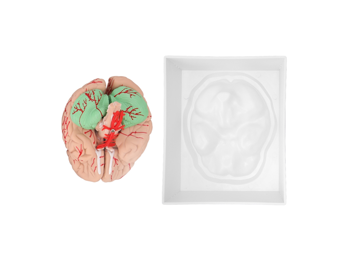 Modelo anatómico del cerebro humano con 8 piezas desmontables para estudio y enseñanza en el aula.