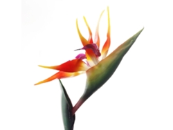 Producto de silicona, envío flexible, tamaño ajustable, 50 cm