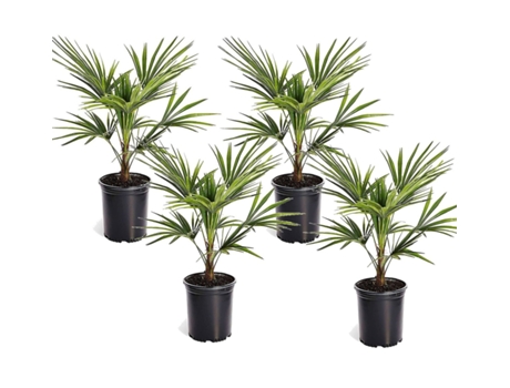 Palmeras - PLANT IN A BOX - Trachycarpus Fortunei - Set de 4 - Maceta 15cm - Altura 35-45cm