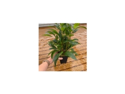 Hygrophila Corymbosa Var Siamensis