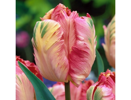 Bulbos de flor - PLANT IN A BOX - Tulipa Apricot Parrot - Set de 14 - Maceta 0cm - Altura 0cm