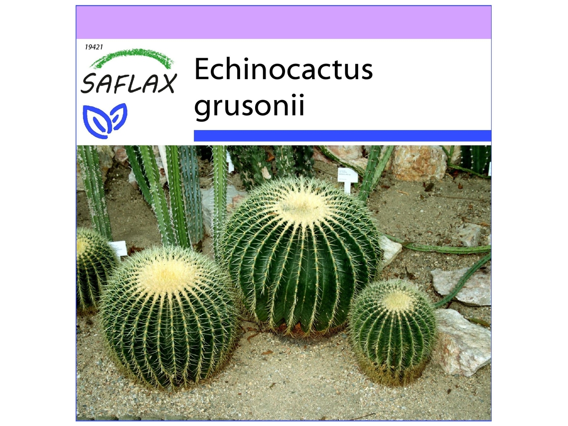 SAFLAX Asiento de suegra 40 semillas Echinocactus grusonii