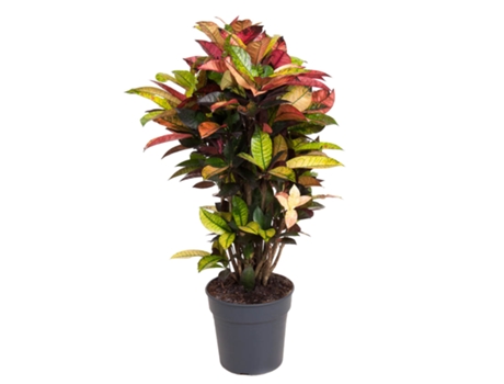 Plantas verdes - PLANT IN A BOX - Codiaeum variegatum 'Mrs. Iceton' - Set de 1 - Maceta 27cm - Altura 110-120cm
