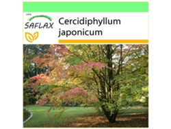 SAFLAX Garden to go Árbol de Katsura 200 semillas Con maceta, tapa climática y sustrato de cultivo Cercidiphyllum japonicum