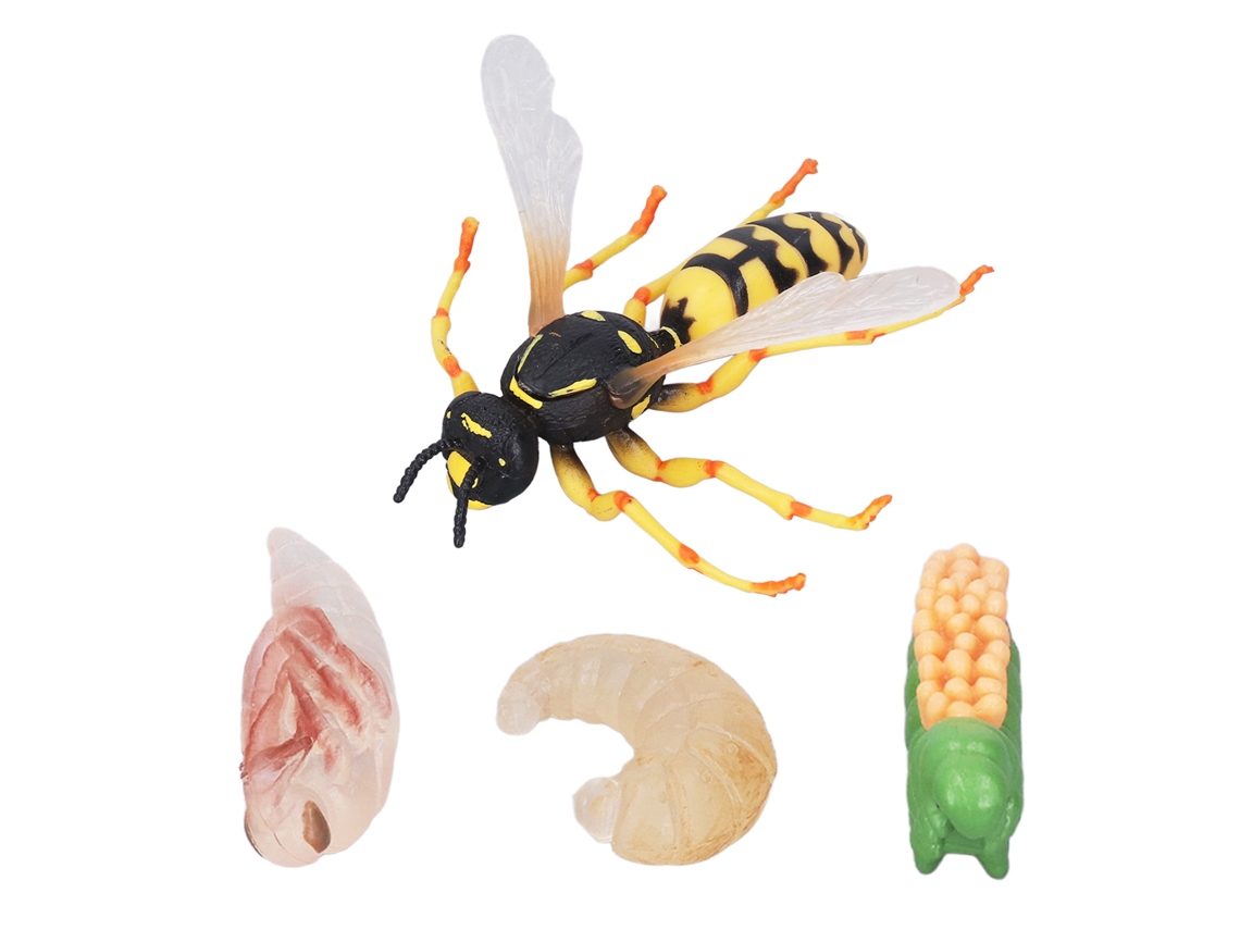 Modelo Del Ciclo De Crecimiento De La Abeja Y La Avispa Para La Educación Infantil Temprana. Juguete De Regalo Para Niños.