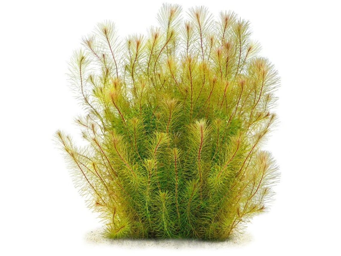 Rotala Sp. Vietnam