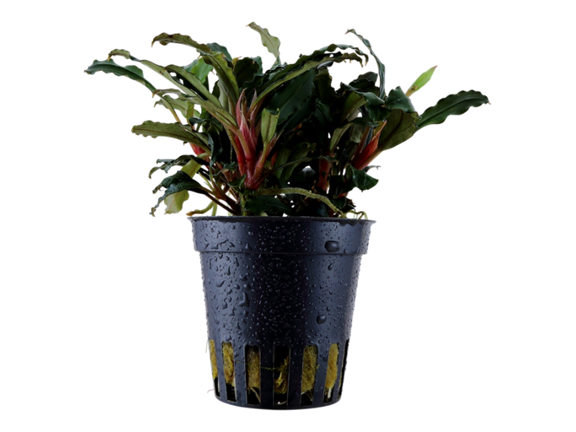 Bucephalandra Sp. 'red'