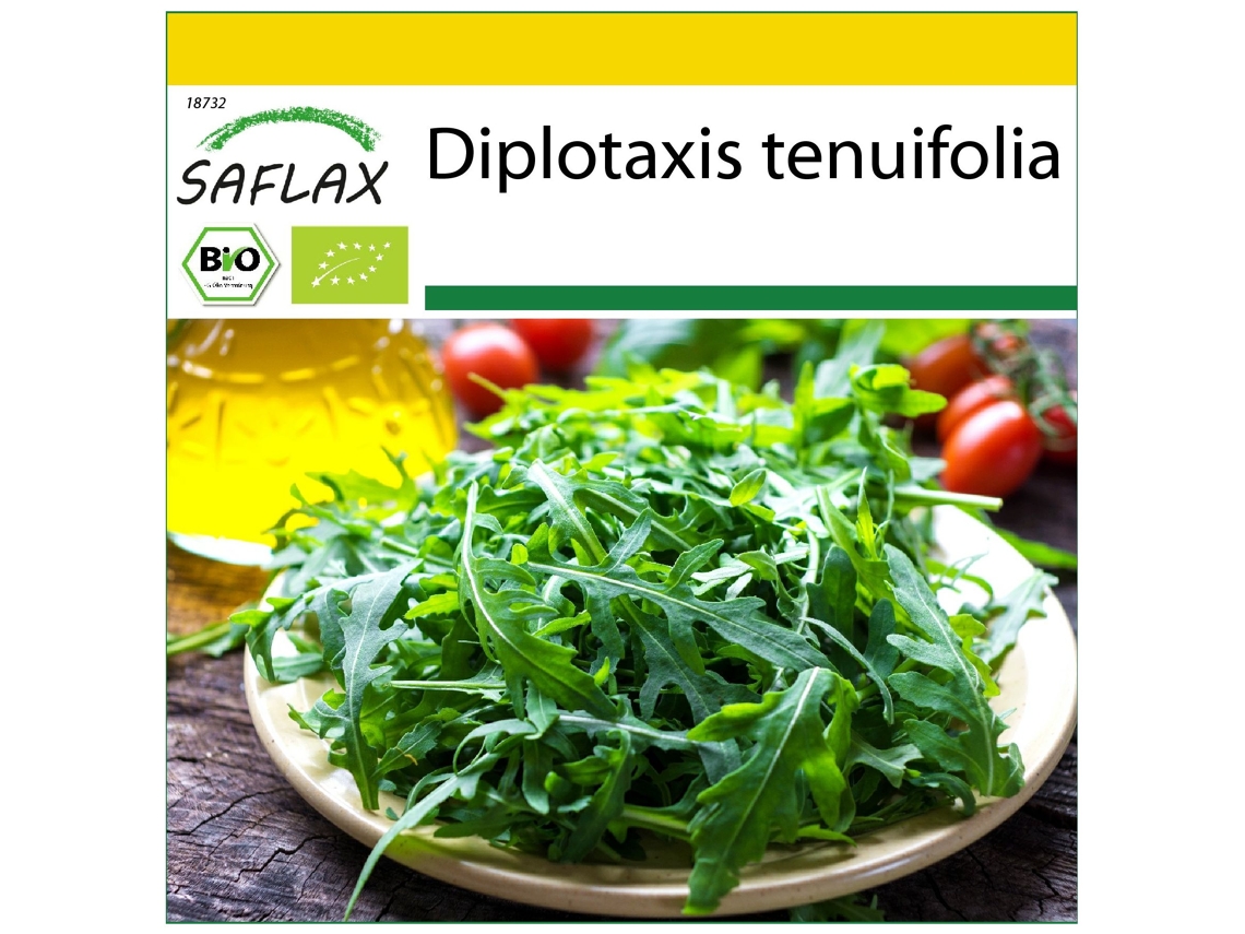SAFLAX Conjunto de cultivo Ecológico Rúcula silvestre 1500 semillas Con mini invernadero, sustrato de cultivo y 2 macetas Diplotaxis tenuifolia