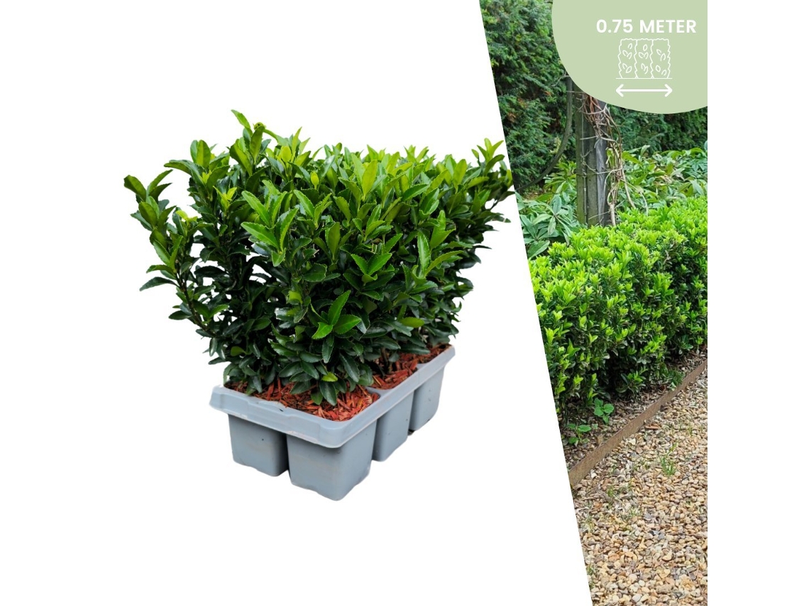 6 plantas de seto verde de Spirea | Euonymus japonicus Aguja verde | Reemplazo de boj | plantas de seto resistentes