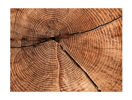 Papel de Pared ARTGEIST Coupe d'un tronc d'arbre (300x231)