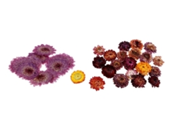 10 piezas de 20 g de flores de alce lento prensadas y secas