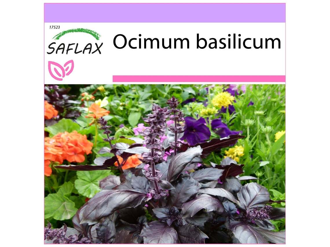 SAFLAX Albahaca 200 semillas Ocimum basilicum