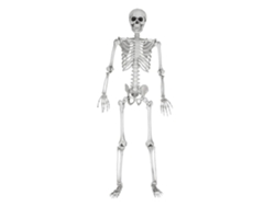 Esqueleto, tamaño natural - 170 cm NORTHIX