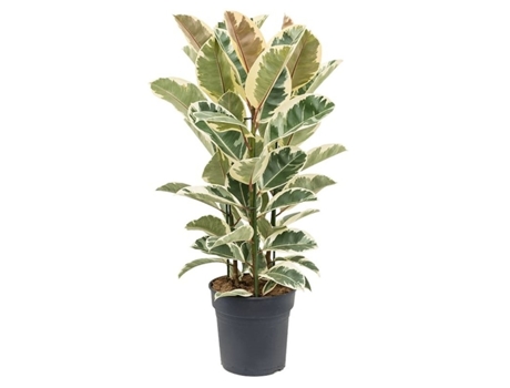 Plantas verdes - PLANT IN A BOX - Ficus Elastica Tineke - Set de 1 - Maceta 24cm - Altura 80-100cm