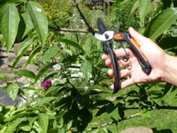 Tijeras de Jardín Primus Masculina Longitud: 205 Mm GARTEN PRIMUS