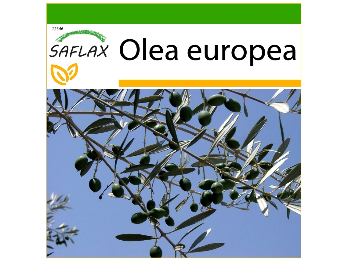 SAFLAX Olivo 20 semillas Con sustrato de cultivo libre de gérmenes Olea europea