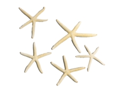 Juego De Decoración De Acuario Con Forma De Estrella De Mar, Marco Para Campanillas De Viento Diy De 5-7,5 Cm, 5 Piezas