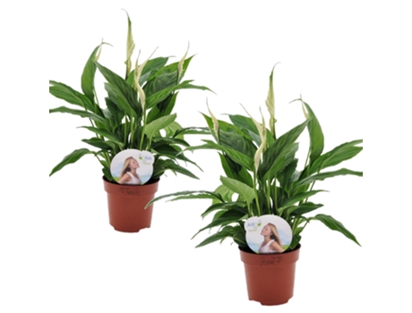 Plantas con flores - PLANT IN A BOX - Spathiphyllum 'Torelli' - Set de 2 - Maceta 12cm - Altura 30-45cm