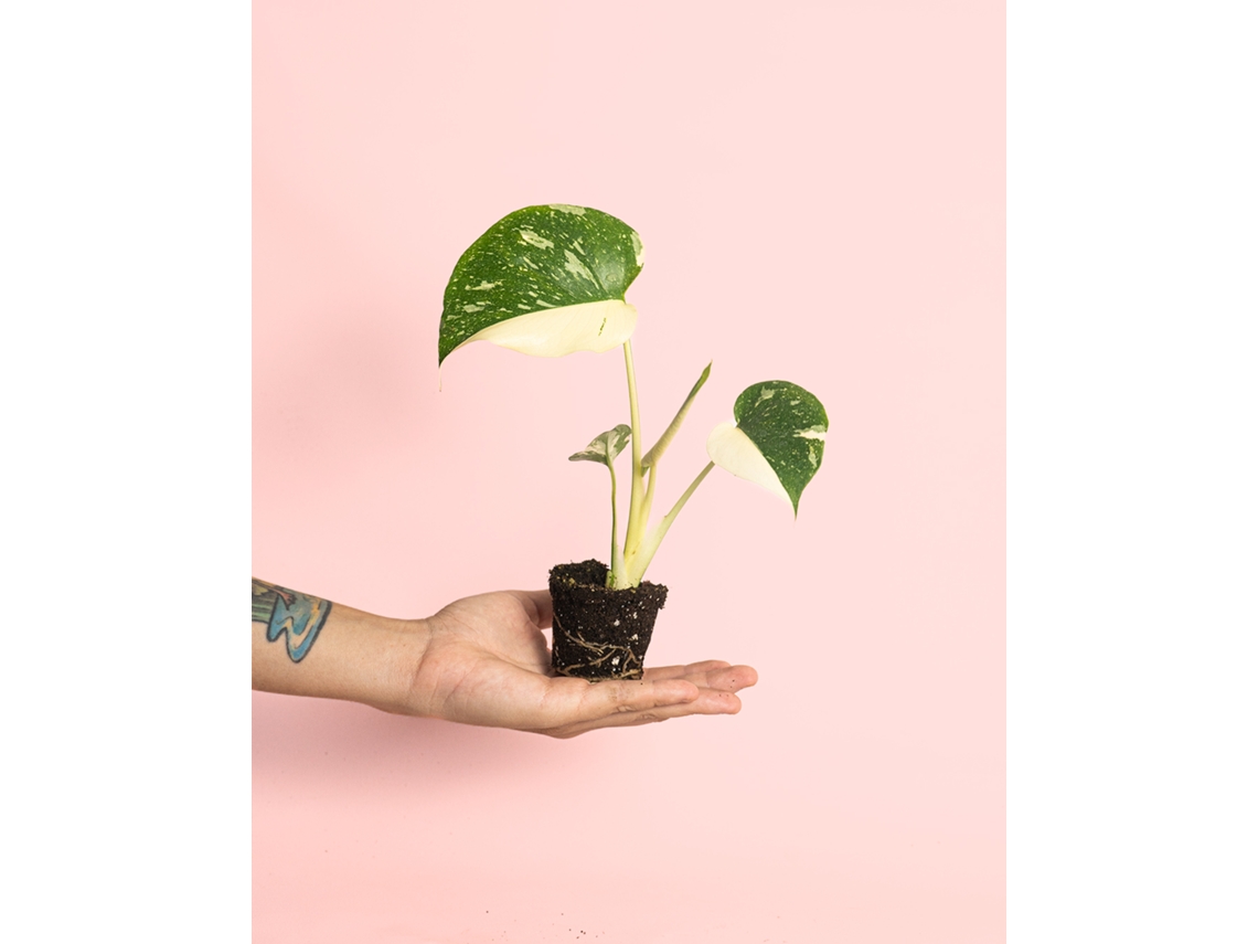 Monstera Thai Constellation Mini | Planta natural de interior premium | Pur Plant