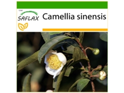 SAFLAX Árbol del té 6 semillas Con sustrato de cultivo libre de gérmenes Camellia sinensis