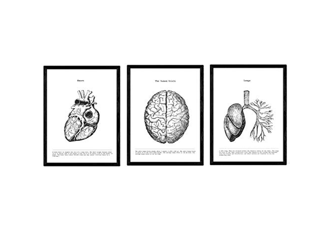 Set de 3 Pack de Láminas NACNIC Biología Corazón (A4)