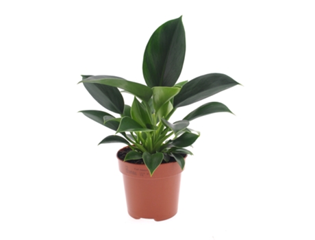 Plantas verdes - PLANT IN A BOX - Philodendron 'Green Princess' - Set de 1 - Maceta 12cm - Altura 20-30cm