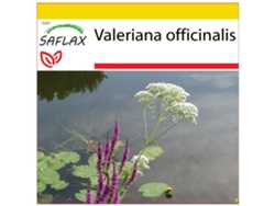 SAFLAX Conjunto de cultivo Valeriana 200 semillas Con mini invernadero, sustrato de cultivo y 2 macetas Valeriana officinalis