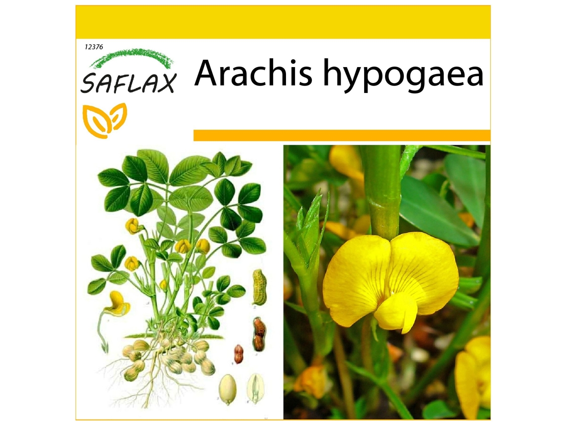 SAFLAX Conjunto de cultivo Cacahuete 8 semillas Con mini invernadero, sustrato de cultivo y 2 macetas Arachis hypogaea