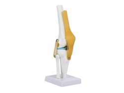 Modelo A Escala Real De La Articulación De La Rodilla Humana Con Ligamentos Para El Estudio De La Anatomía Esquelética.