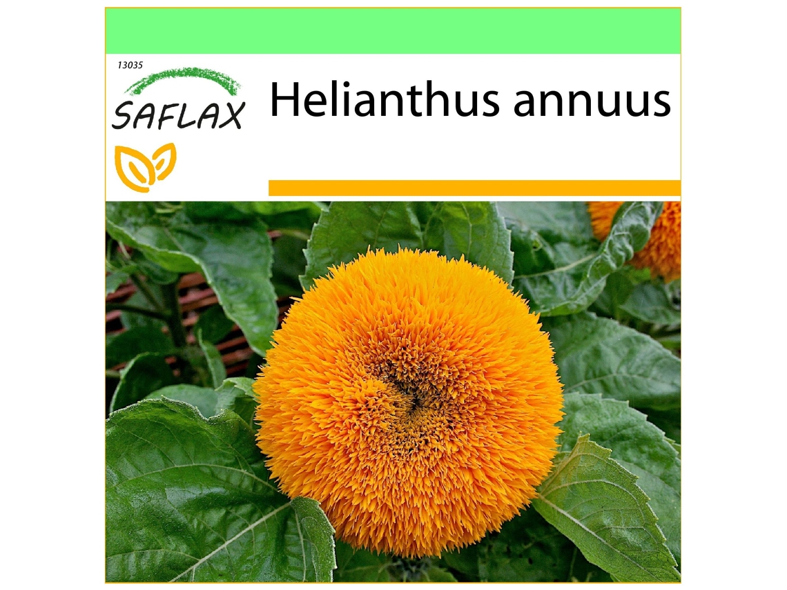 SAFLAX Garden to go Girasol enano 40 semillas Con maceta, tapa climática y sustrato de cultivo Helianthus annuus