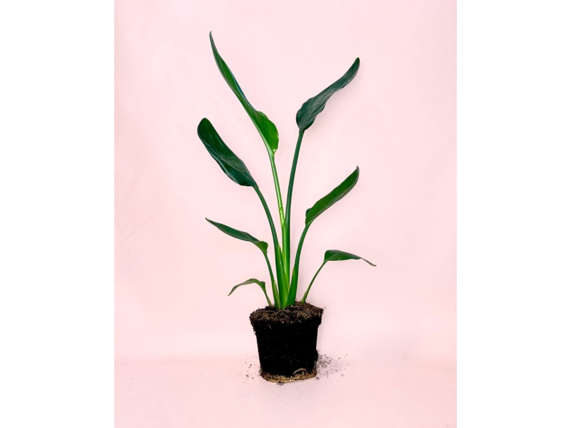 Strelitzia Reginae | Planta tropical natural resistente para interior y exterior | Pur Plant