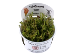 Rotala Wallichii