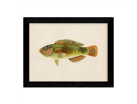 Set De 4 Láminas Con Pez Colorido Efecto Vintage Tono Naranja Azul Verde. Composicion De 4 Peces Diferentes, Fondo Papel Antiguo Vintage. Sin Marco