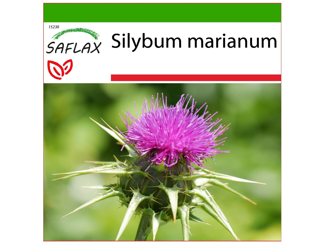 SAFLAX Cardo mariano 75 semillas Con sustrato de cultivo libre de gérmenes Silybum marianum