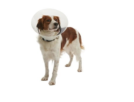 KRUUSE Coleira Elizabetana Transparente Click 30 Cm Cães 25 a 35 Kg 10 Unidades